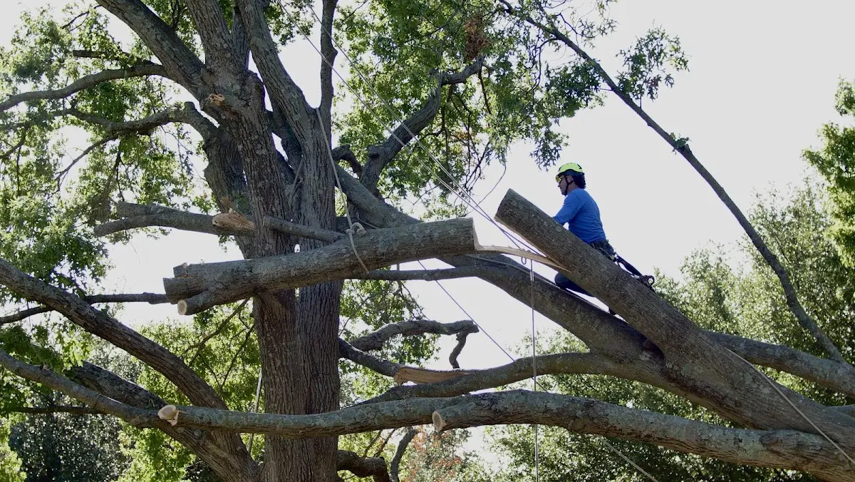 Professional Hazardous Tree Removal performed by certified arborists in Fairchild